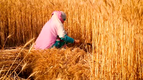 Women-Cutting-wheat-with-sickle