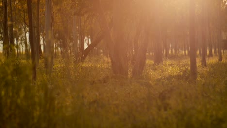 Misty-Silent-Wald-im-Frühjahr-mit-schönen-hellen-Strahlen-der-Sonne