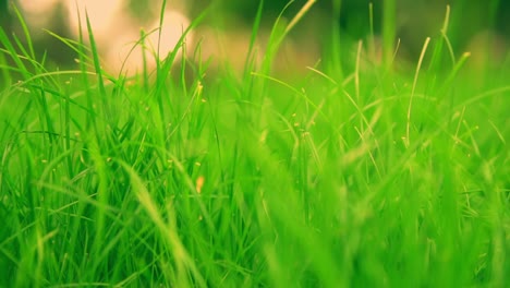 detailed-shooting-of-green-lawn