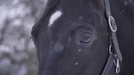 LENTA:-Toma-detallada-de-cabeza-de-caballo-joven-en-el-tiempo-frío-congelación.