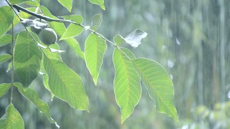 Precipitaciones-de-lluvias-ducha-aguacero-aguacero-viene-durante-el-día.