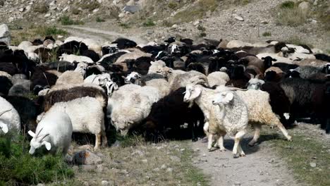 cabras-y-ovejas-mirando-en-colina