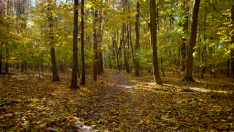 the-autumn-afternoon-in-a-green-forest