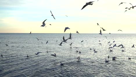 Möwen-fliegen-über-das-Meer.-Slow-Motion.