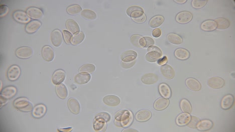 El-movimiento-de-la-sangre-bajo-un-microscopio