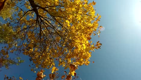 Colorful-Red-and-Yellow-Autumn-Foliage-leaves-falling-into-camera-slow-motion