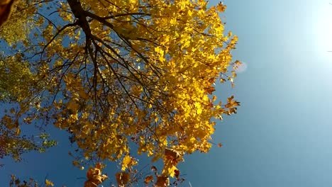 Bunt-rot-und-gelb-Herbstlaub-Blätter-fallen-in-Zeitlupe-Kamera