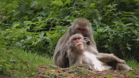 Two-macaques-in-body-care-in-wilderness