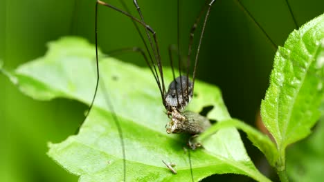 Harvestmen-eating-bug-on-green-leaf.