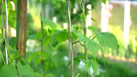 Hop-plant-in-the-garden-in-4k-slow-motion-60fps