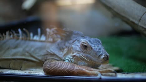 Grüner-Leguan-im-Terrarium-(Iguana-Iguana)