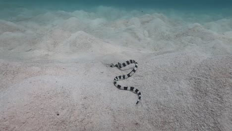 Anguila-serpiente-congregada