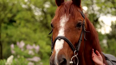 Close-up-of-the-muzzle-of-a-brown-horse-with-a-white-spot-in-the-Park.