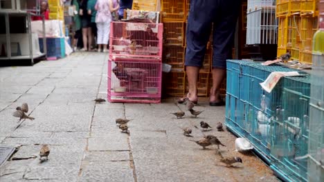 Slow-Motion-Vögel-Essen-Samen-vom-Boden-auf-einen-belebten-Markt