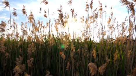 Sommersonne-durch-hohe-Wildgras.-Wind-schüttelt-hohes-Kraut.-Blick-auf-Wiese-bei-Sonnenuntergang.-Schöne-Landschaft-mit-Sonnenstrahlen-im-Hintergrund.-Slow-Motion-hautnah