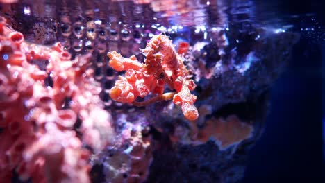 Sea-horse-in-aquarium.