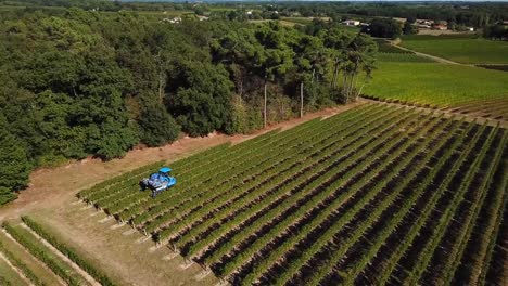 Máquina-cosecha-uva,-vista-aérea-del-país-del-vino-cosecha-de-la-uva-con-la-máquina-segador,-zángano-de-la-vista-del-paisaje-de-viñedos-de-Bordeaux,-Francia