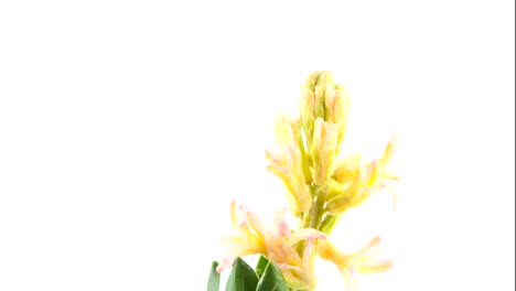 beautiful-white-flower-hyacinth-on--White-background