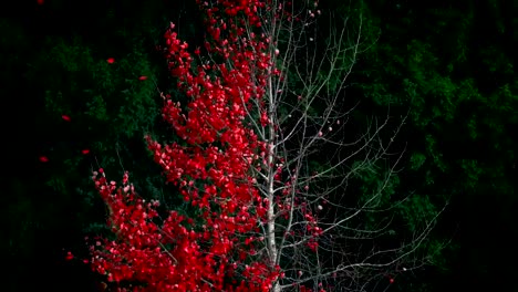 Árbol-de-hoja-roja-abstracta-del-vertimiento-en-el-viento