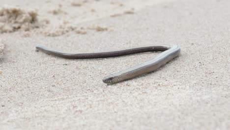 The-Anguis-fragilis-or-slow-worm