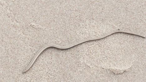 The-Anguis-fragilis-or-slow-worm