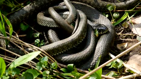 Viele-große-schwarze-Ratte-Schlange-In-The-Grass