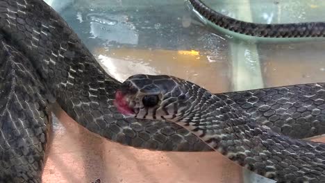 boca-abierta-de-la-serpiente-en-un-tanque