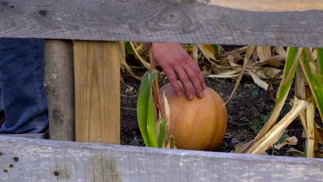 El-granjero-corta-una-calabaza-del-jardín-para-celebrar-Halloween