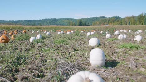 Farm-Field-Patch-of-Lumina-White-and-Orange-Pumpkins