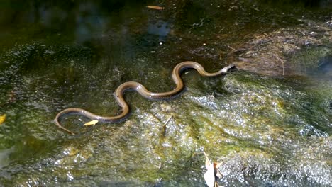 Grass-Snake-in-the-River.-Slow-Motion