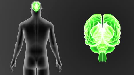 Zoom-de-cerebro-humano-con-el-cuerpo