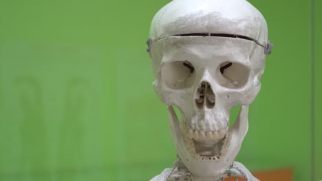 Modelo-de-cráneo-humano