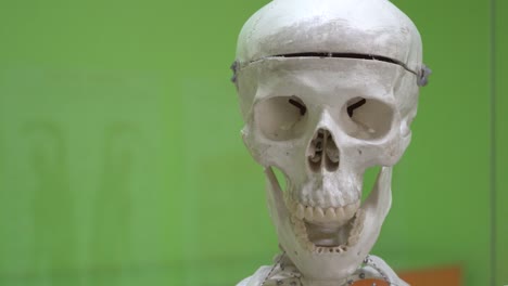 Model-of-a-human-skull