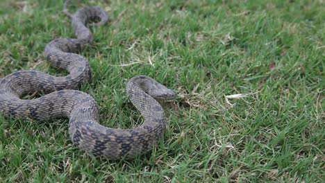 Dimaondback-Water-Snake