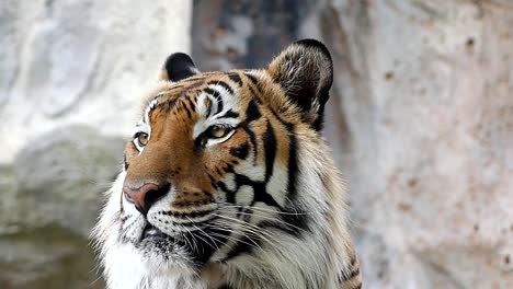 Tigre-lindo-en-la-naturaleza