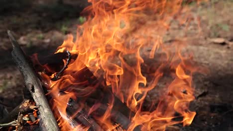 Burning-in-the-forest-bonfire-from-dry-twigs