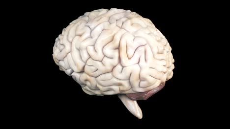 Cerebro-humano-realista-en-rotación.