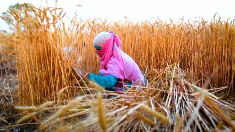 Paar-Frauen-schneiden-Weizen-mit-Sichel