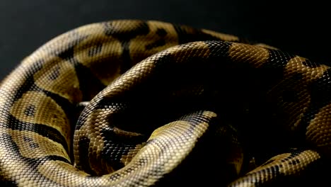 Snakeskin-pattern-of-python-in-shadow