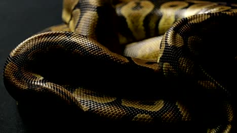 Snakeskin-of-ball-python-in-shadow