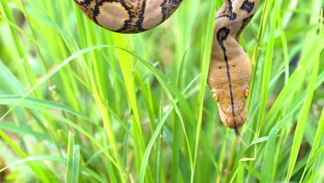 Python-(Morelia-viridis).-primer-plano-del-ojo