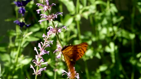 Orange-Schmetterling-oder-Leopard-Florfliege-Schmetterling-auf-Blume-und-fliegen-von-Blüten-im-Blumengarten-Morgen