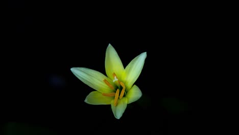 Time-lapse-of-Zephyranthes-Lily-blooming