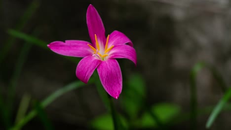 Lapso-de-tiempo-de-Zephyranthes-Lily-flor