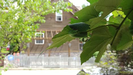 butterfly-larva