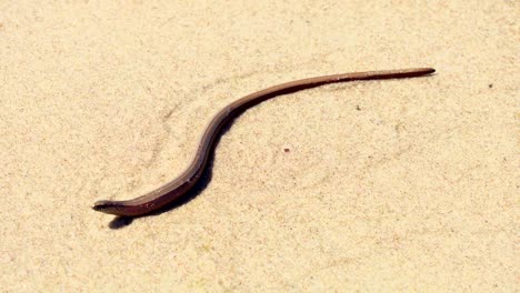 Braune-Schlange-in-Sand