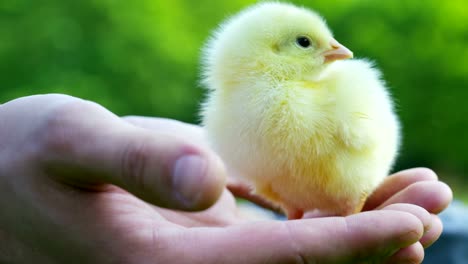 Little-Girl-Playing-with-Chick