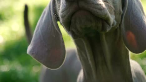 Portrait-of-a-weimaraner-breed-puppy-looking-into-the-room.