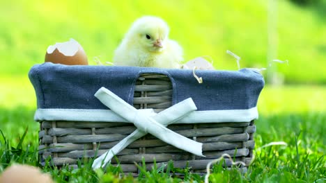 On-a-sunny-day,-little-yellow-chicks-sitting-in-the-grass,-in-the-background-of-green-grass-and-trees