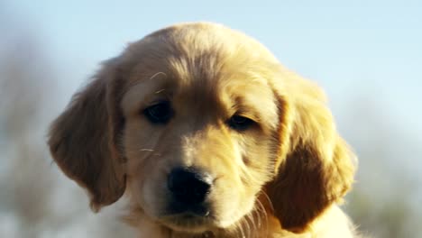 Beautiful-golden-retriever-puppy